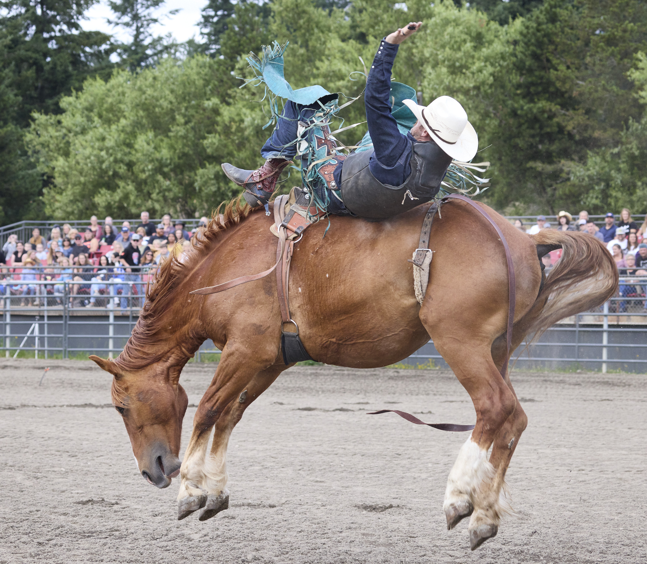 Images Professional Rodeo Photographs