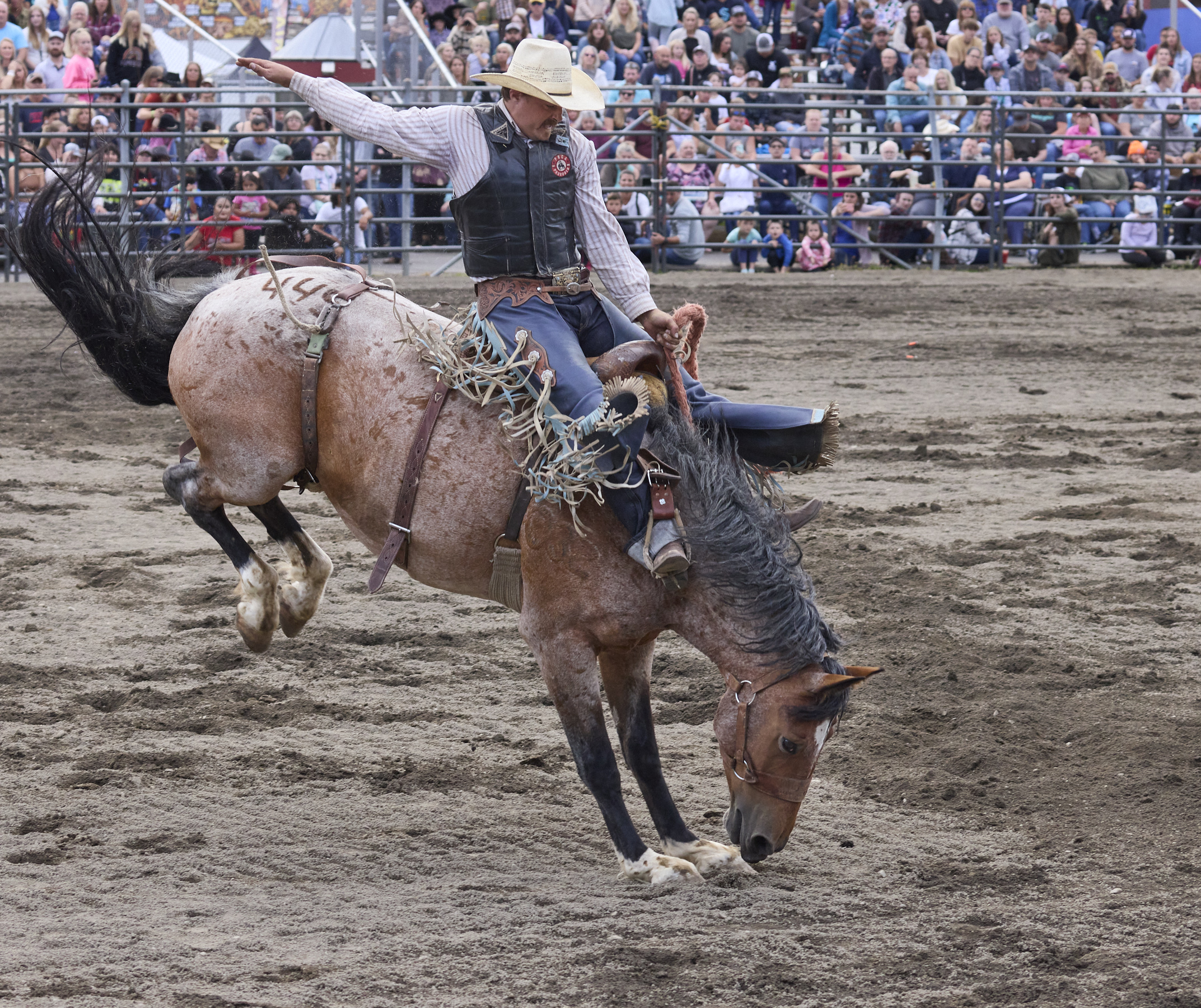 Images - Professional Rodeo Photographs