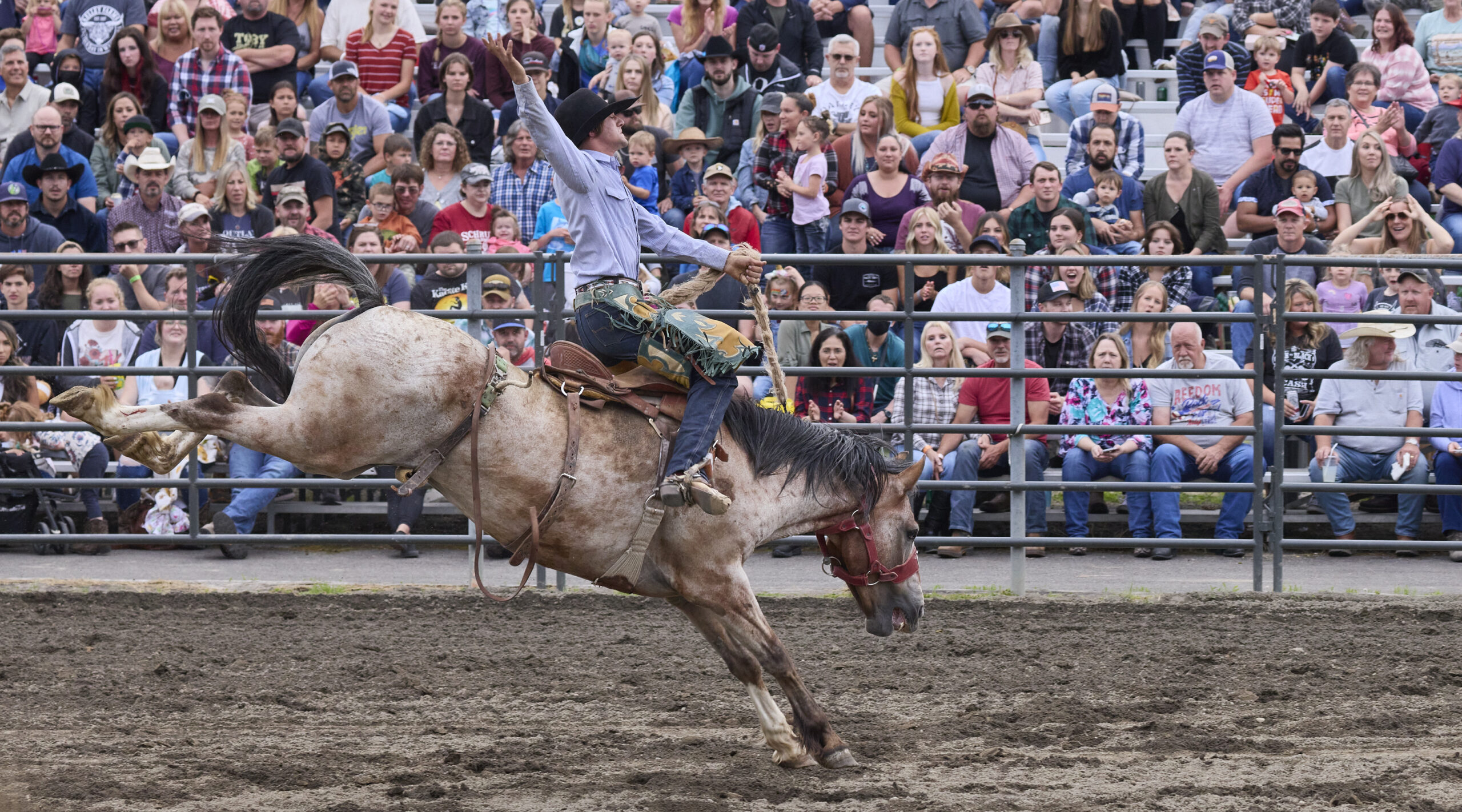 Images - Professional Rodeo Photographs